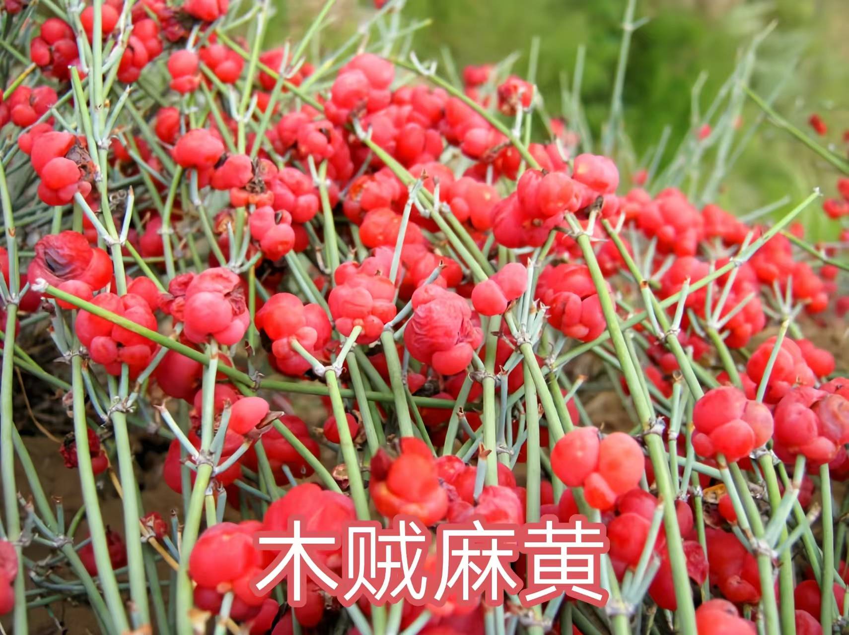 19种麻黄科的裸子植物,单调却有大用处的植物