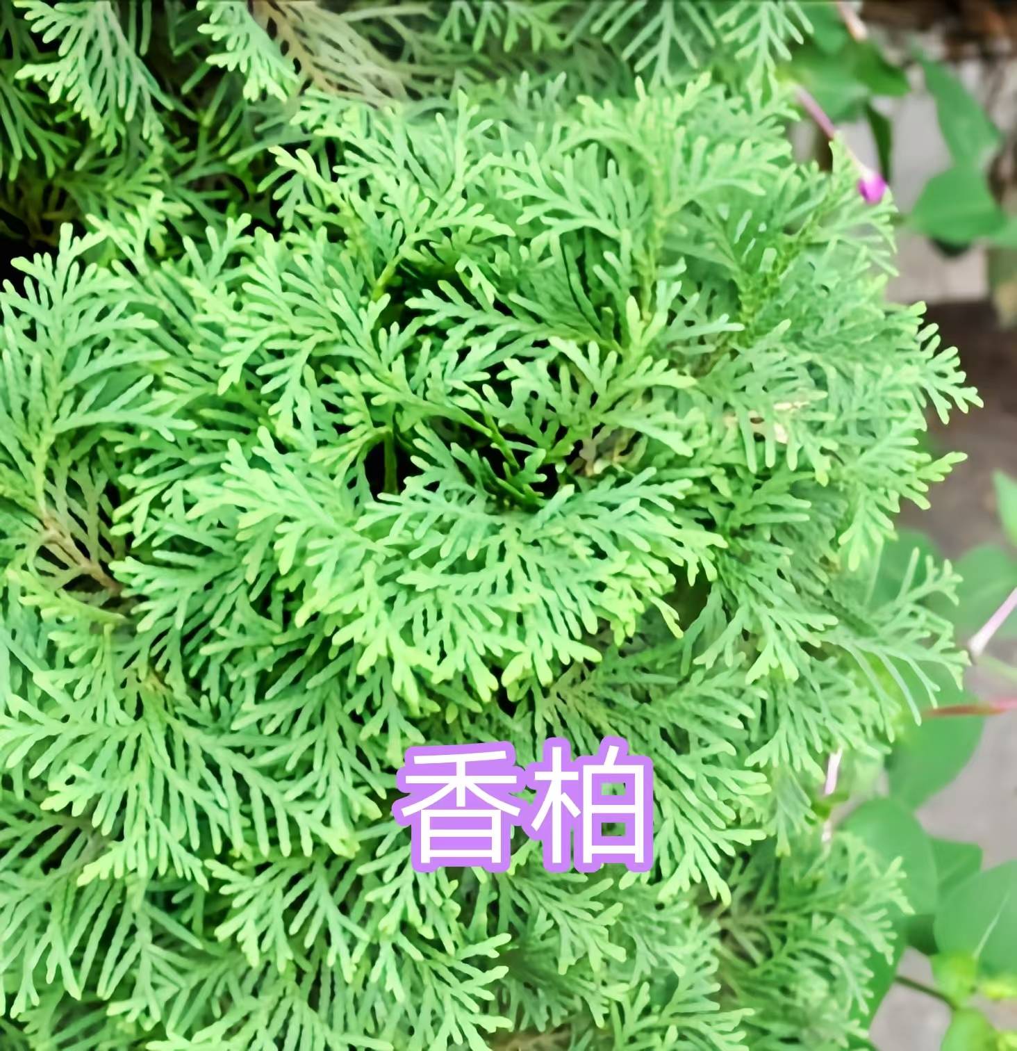 68种柏科植物,园林栽培的常用树种_柏木_高达_中国
