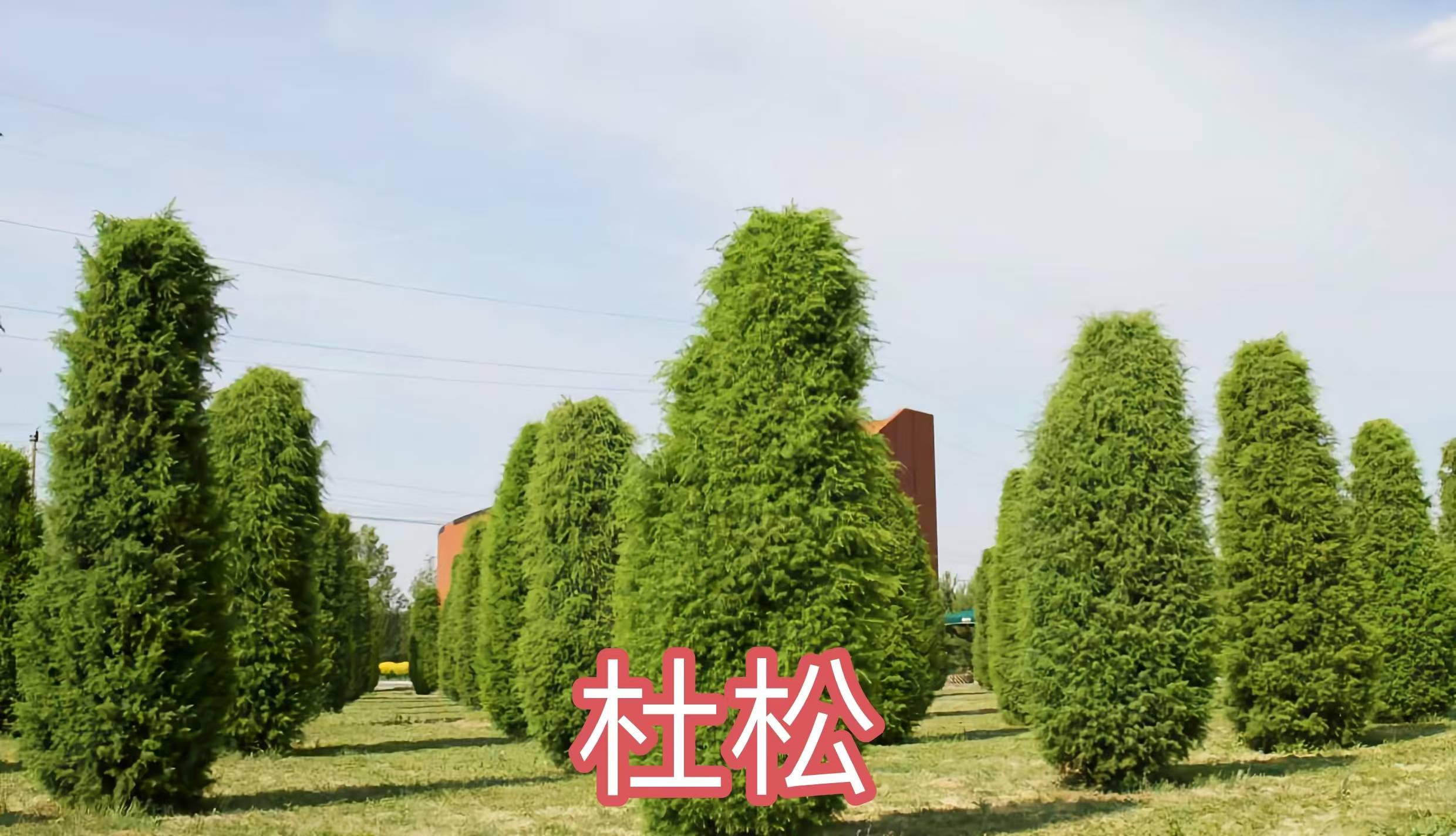 68种柏科植物,园林栽培的常用树种_柏木_高达_中国