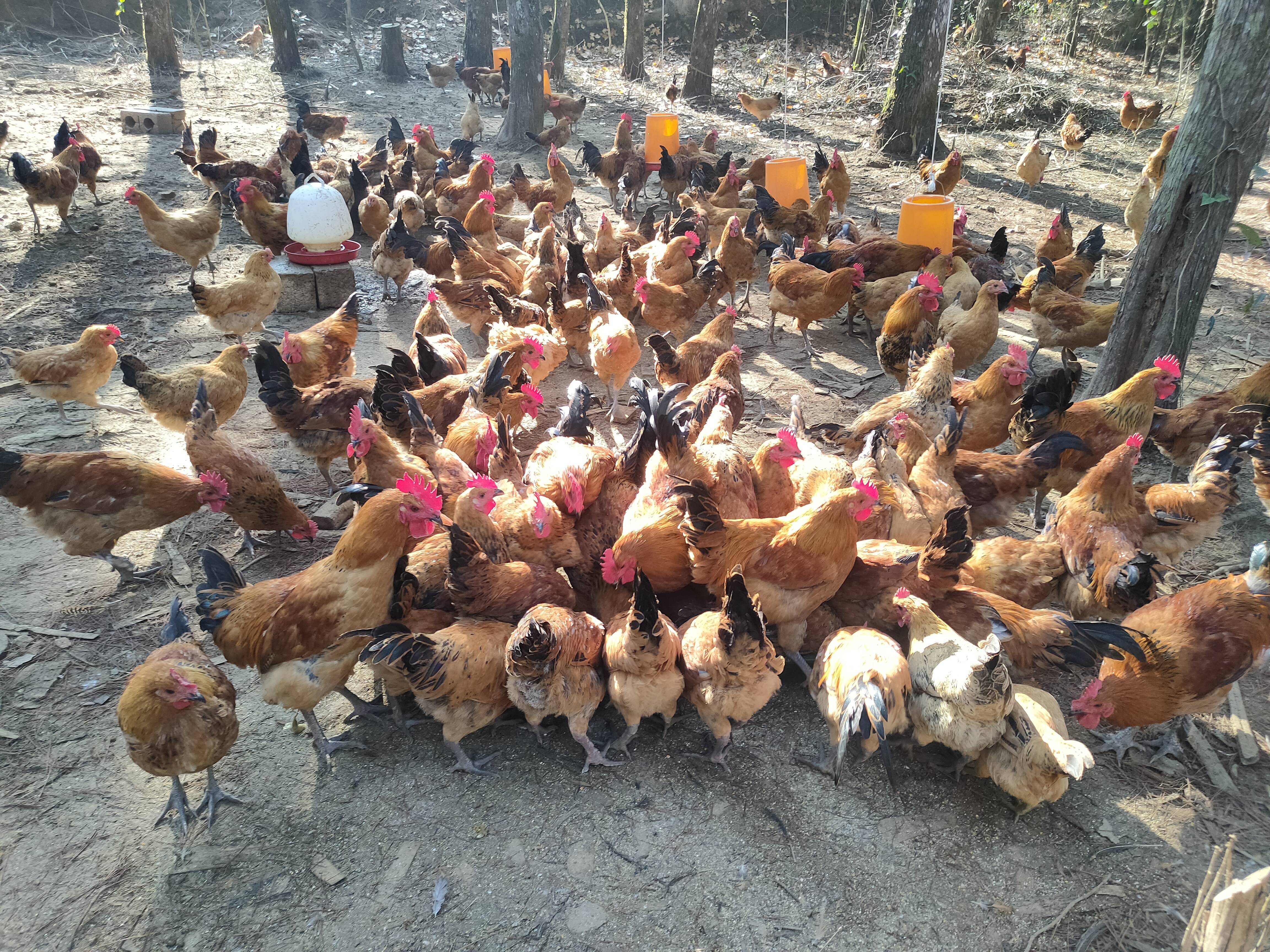 江口退役军人发展养殖业助力乡村振兴好前景