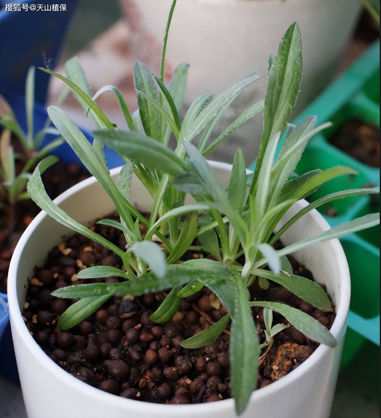 车菊草与矢车菊区别