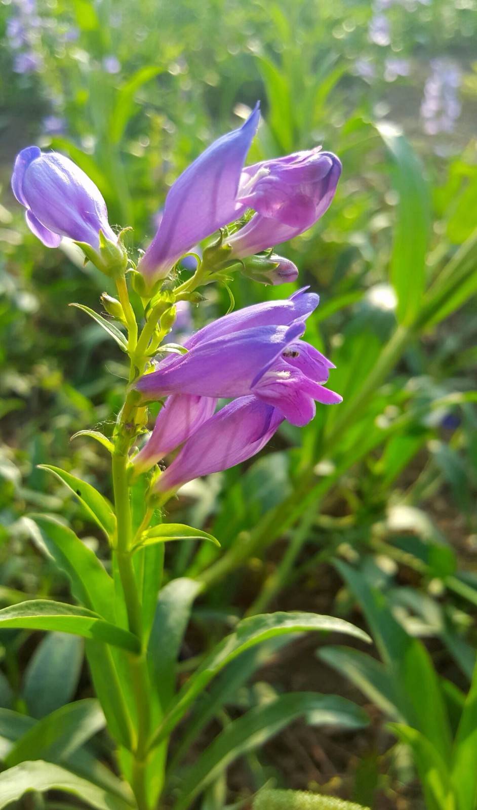 手把手教你认清中草药植物500种