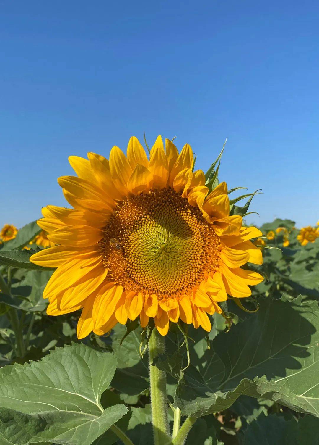 心守一抹暖阳静待一树花开