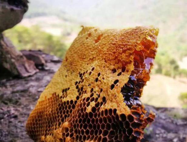 洋葱加蜂蜜有什么效果(洋葱和蜂蜜在一起吃会有什么反应)