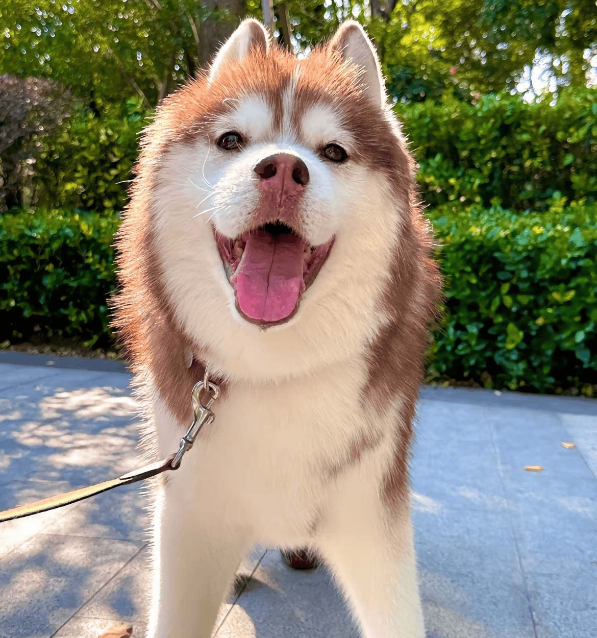 15岁网红犬"哈礼鹿"去世!半瘫后被悉心照料,主人发文惹泪目