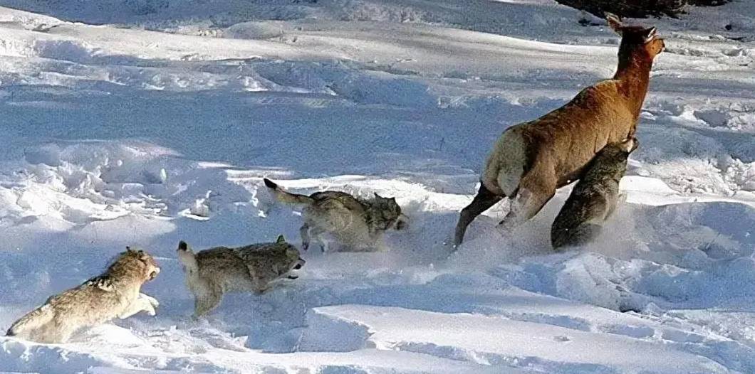 组团狩猎野鹿,景区:不下车就没危险