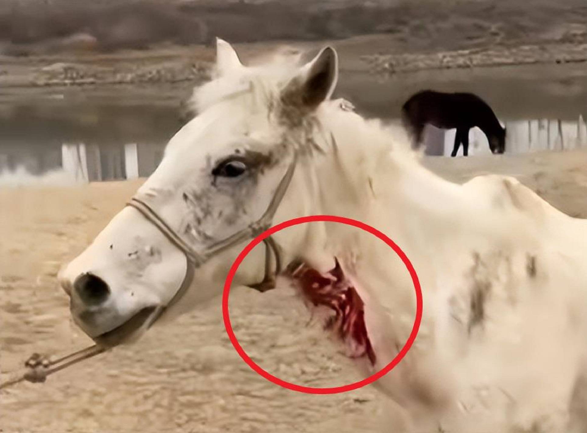 跳江救人白马离世!死前模样凄惨,不停哀嚎,知情人透露发病原因