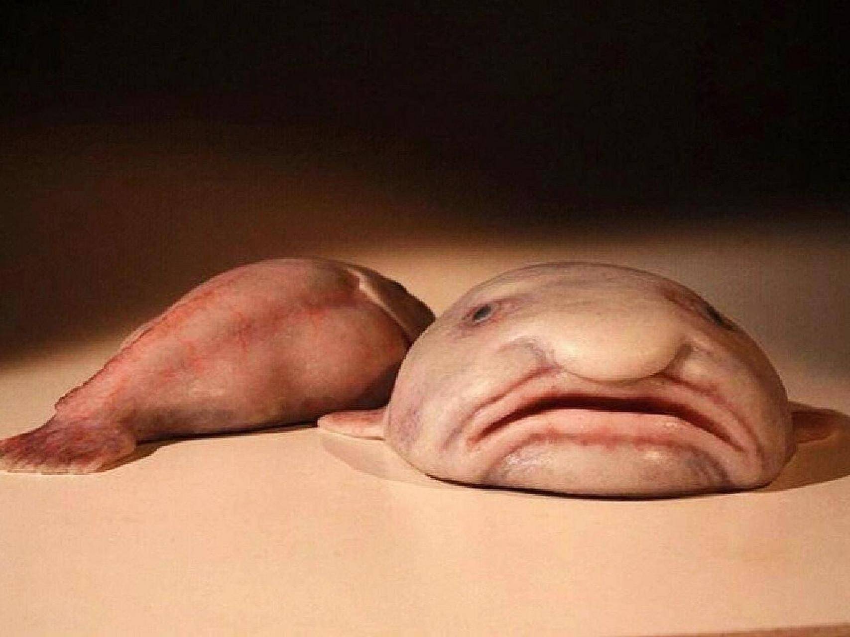 被丑耽误的深海影帝:《黑衣人》都找它客串,水滴鱼的逆袭生存秀