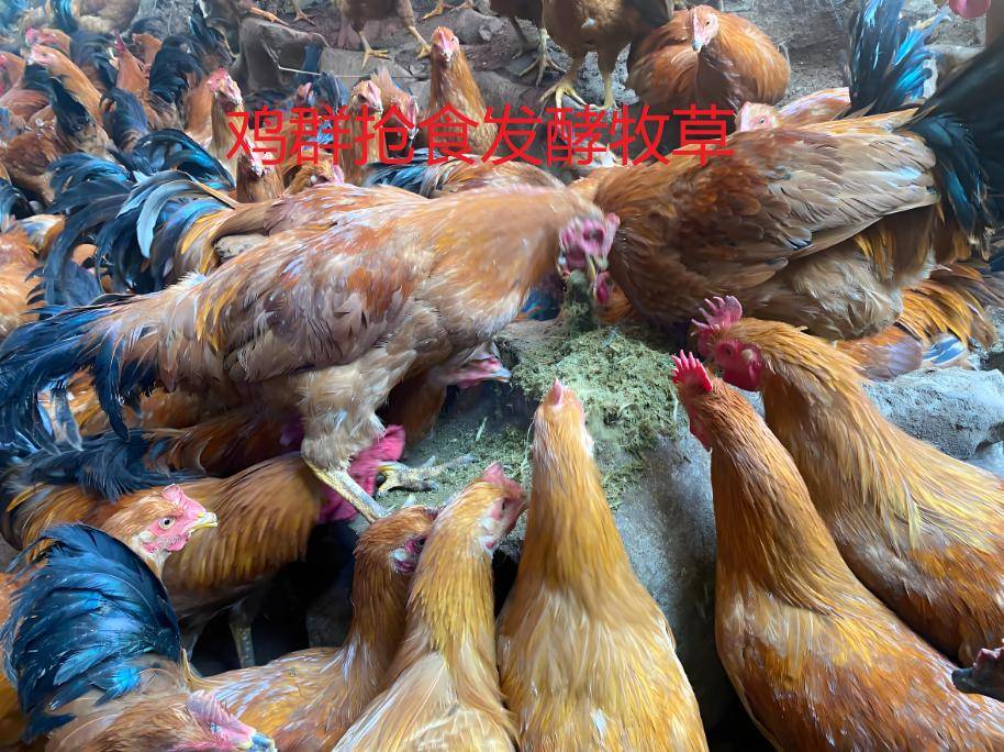 致富经种草养鸡(致富经cctv7养土鸡视频)