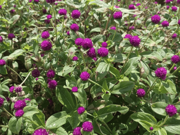 园林常用耐盐碱草花推荐