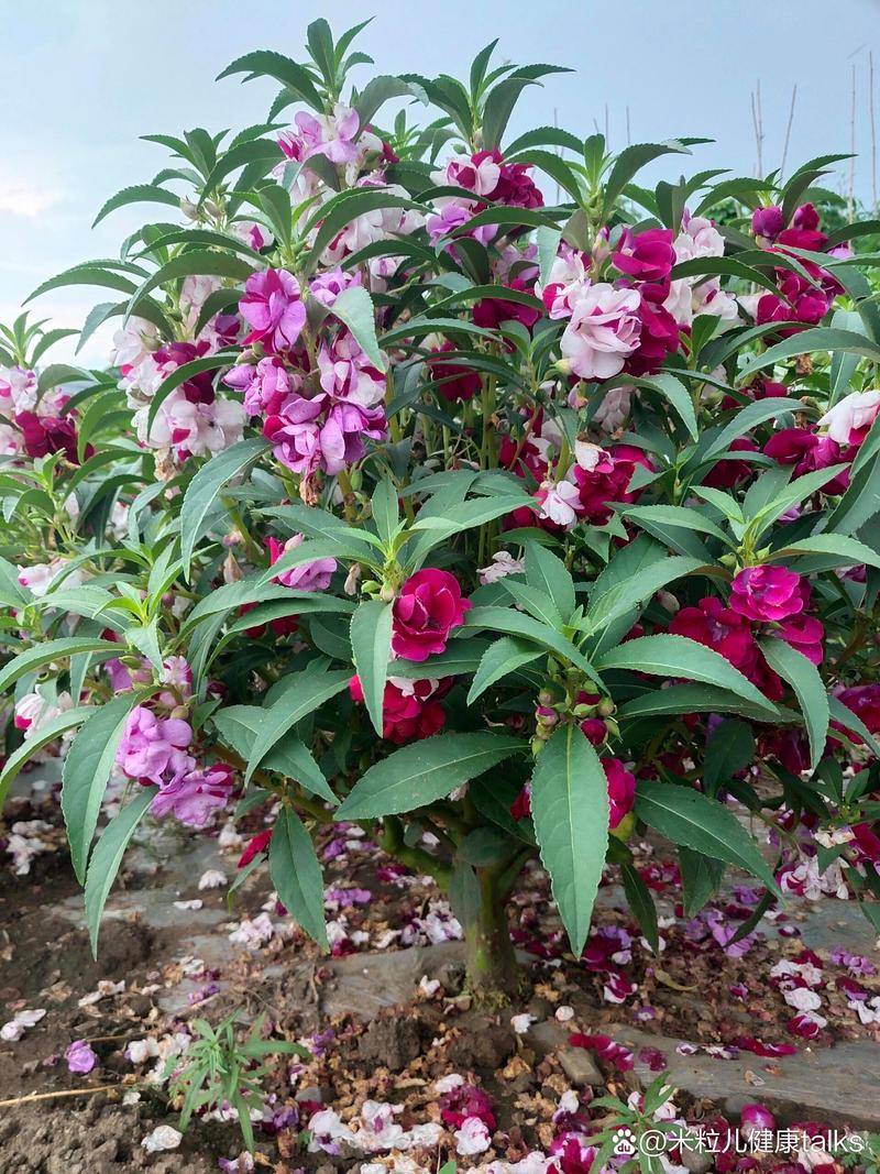 凤仙花在诗词中的意象与情感表达