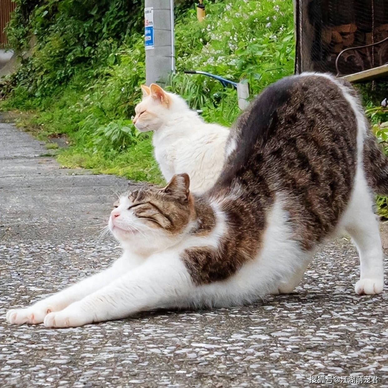 猫咪总爱伸懒腰,你以为它真的在犯懒解乏吗?