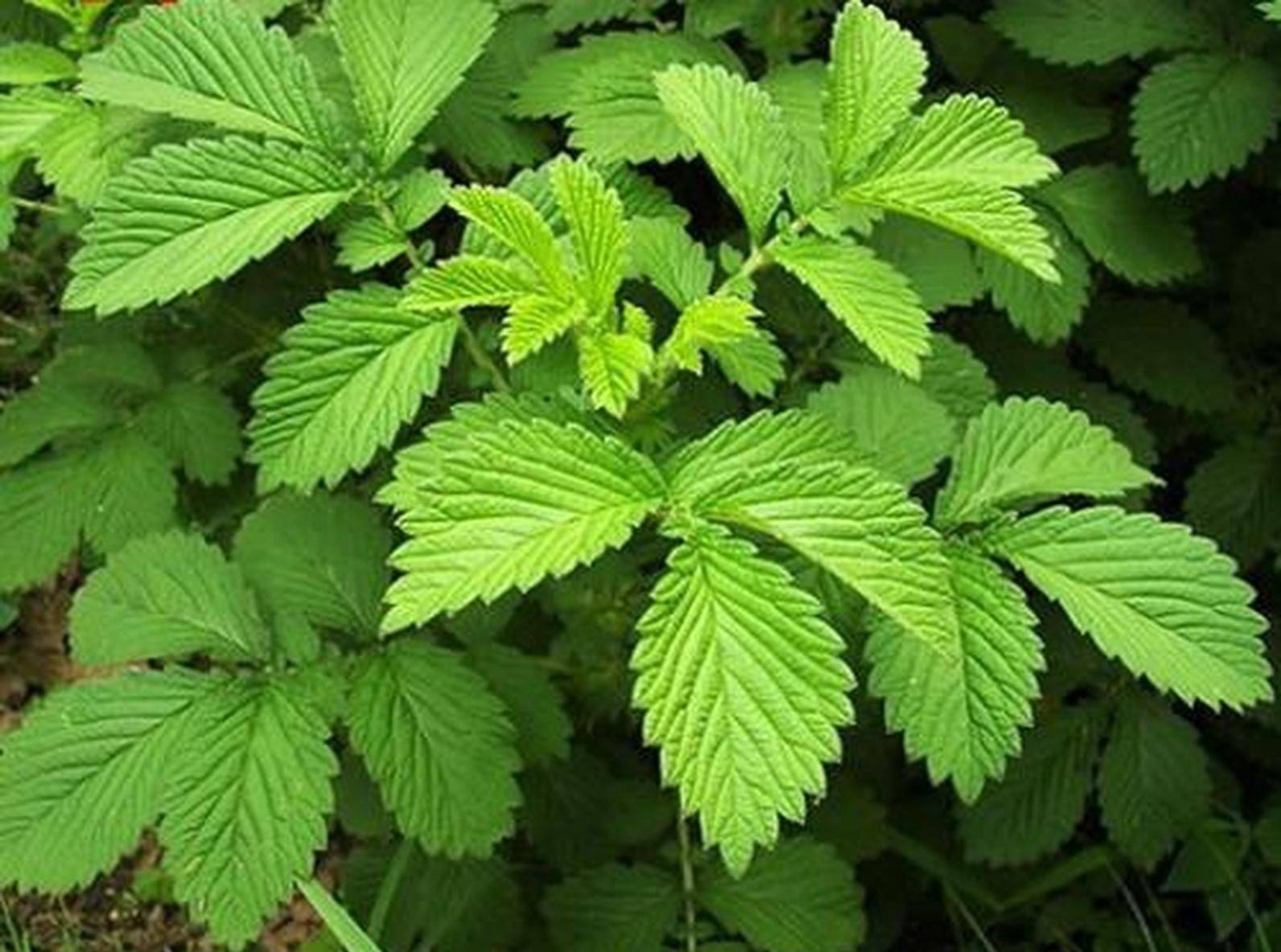 龙牙草,霸气的名字叫仙鹤草,老人称"止血草",路边常见要重视