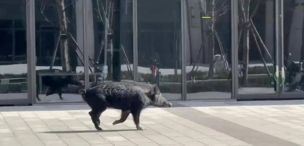 金泽镇野猪出没，居民安全需警惕，上海青浦金泽镇突现野猪，生态背后藏隐忧