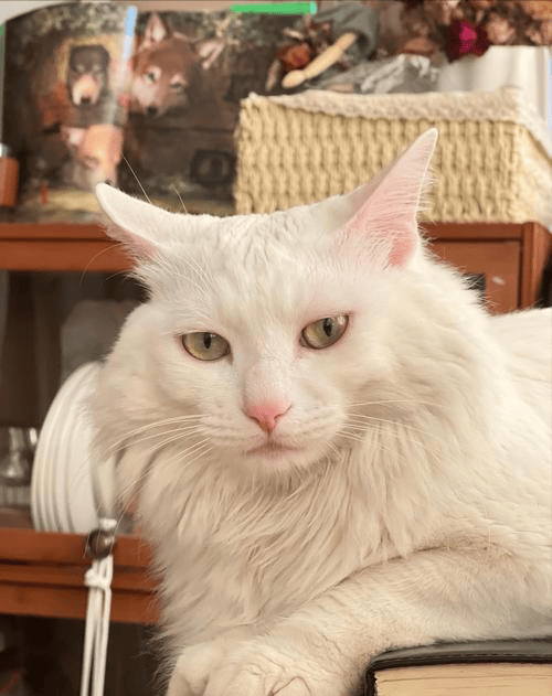 狮子猫吃什么猫粮好？记住这几招就好了！（狮子猫应该吃什么样的猫粮）