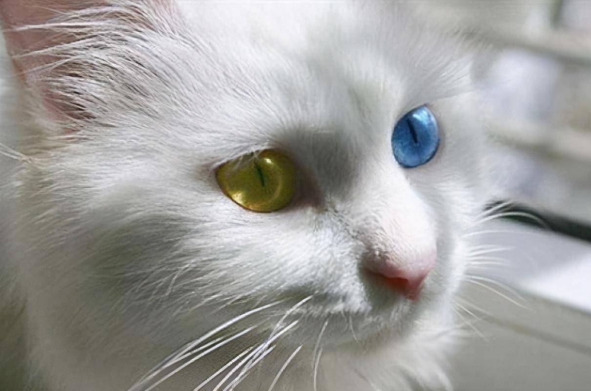 狮子猫吃什么猫粮好？记住这几招就好了！（狮子猫应该吃什么样的猫粮）