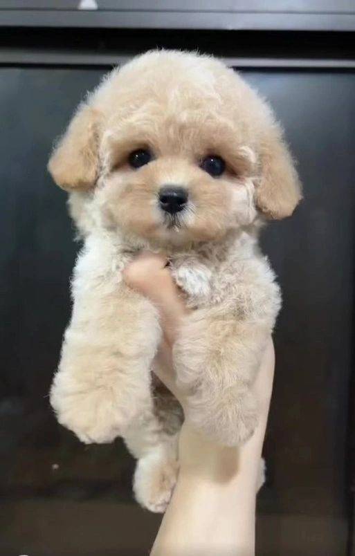 我为什么选择四季贵宾犬（四季贵宾是什么）