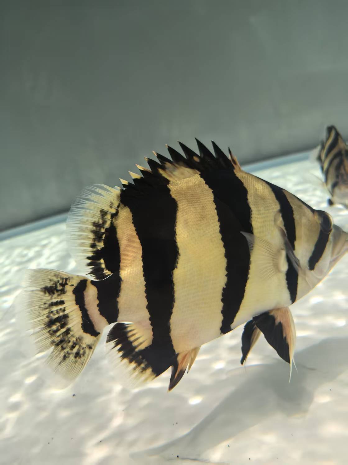 哪里有卖泰国虎鱼?晋泰虎:国内泰国虎鱼的真正源头