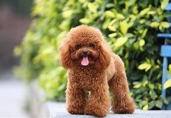 贵宾犬的特点与选取要点（贵宾犬种类有哪些?有哪些特点?）