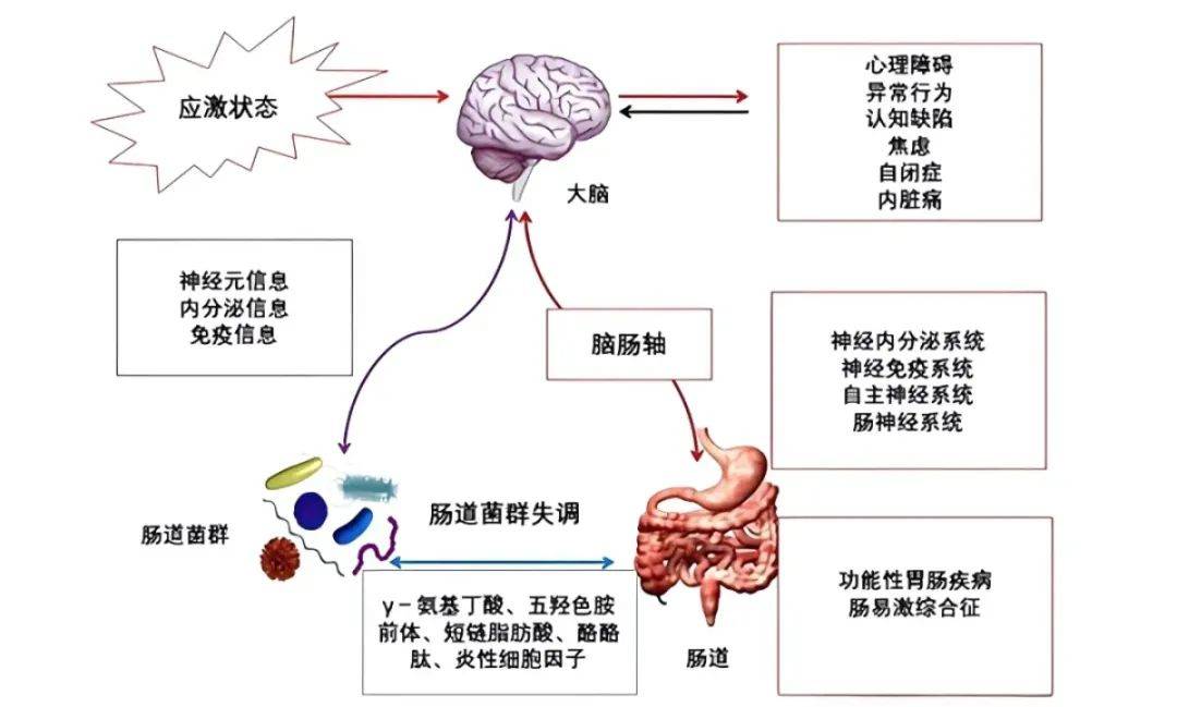 冠菌pfmt|50%多巴胺 95%血清素来自肠道,你快不快乐,肠道说了算