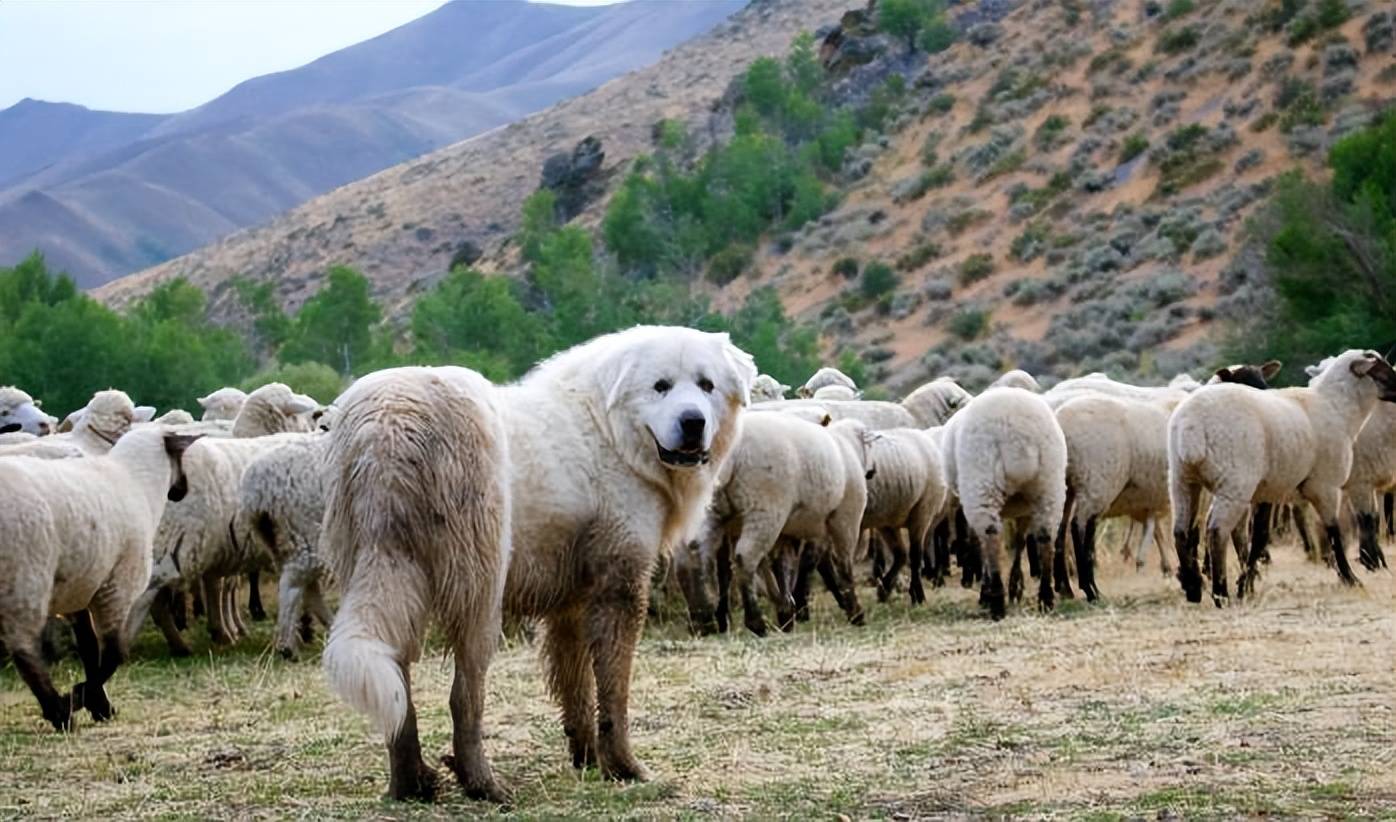 原创            牧羊犬脖子上戴着的“防狼项圈”，为何会让狼群害怕？真能防狼？（狗带上防狼脖圈能打败狼吗）