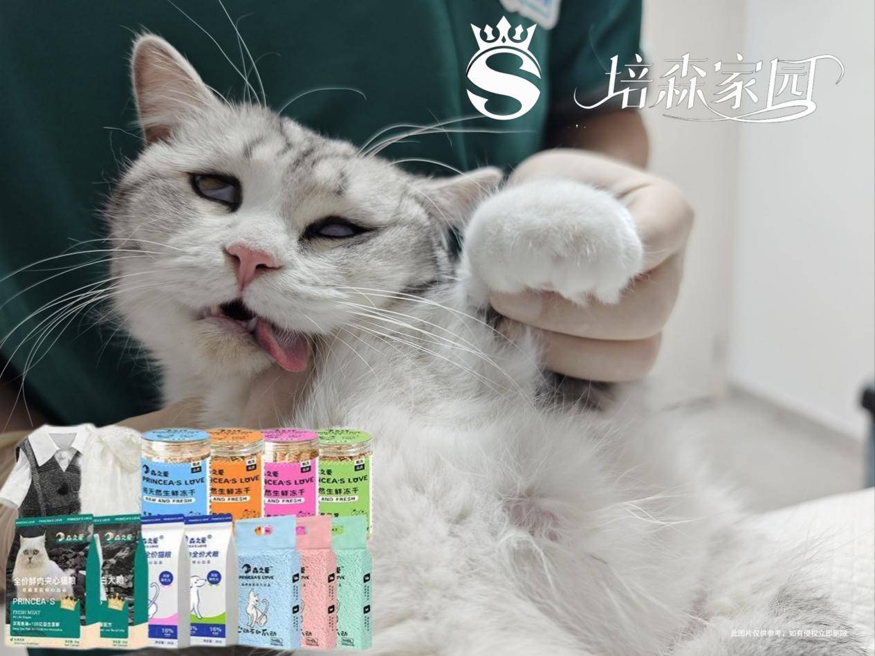 铲屎官必看！猫咪绝育黄金期揭秘_搜狐网