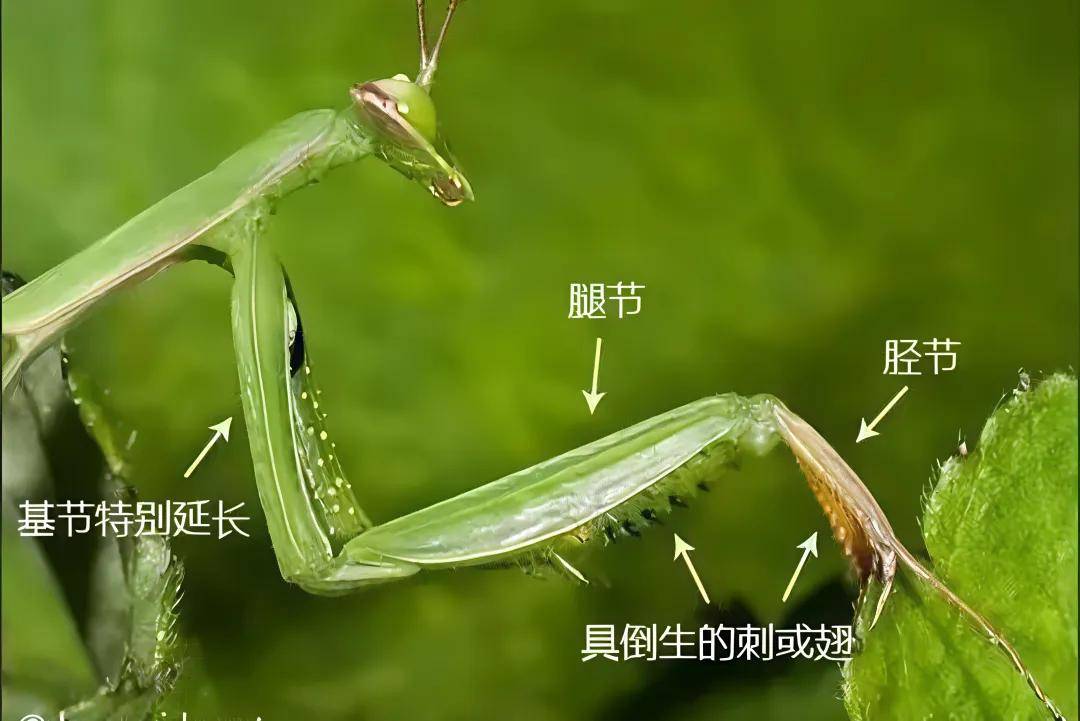 螳螂的"大刀"巨好用,为什么很少有昆虫进化出这种形态?