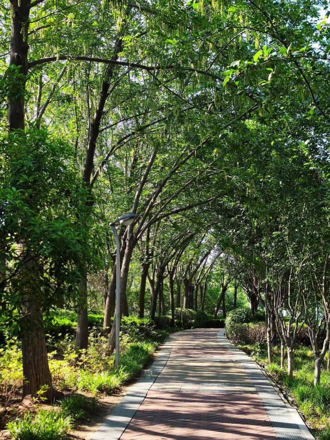 郑州兰河公园:一条玉带穿绿廊,透风,透光,清静,清凉