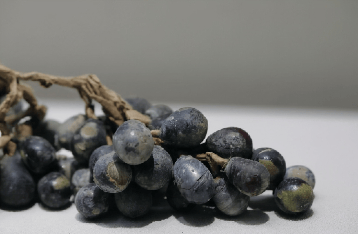 原创1969年河北一座古塔里发现烂葡萄考古学家赞赏是稀世奇珍