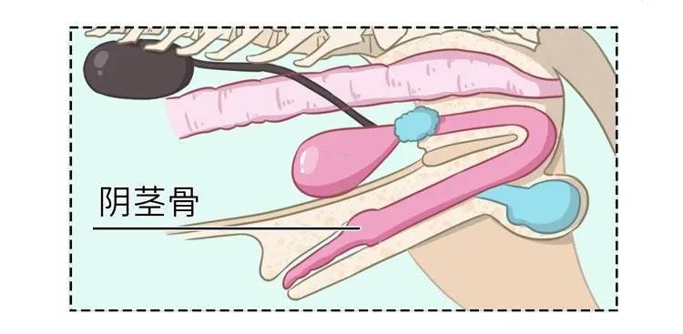 深度科普：一夫一妻可能让男性丁丁骨退化？甚至智力下降？