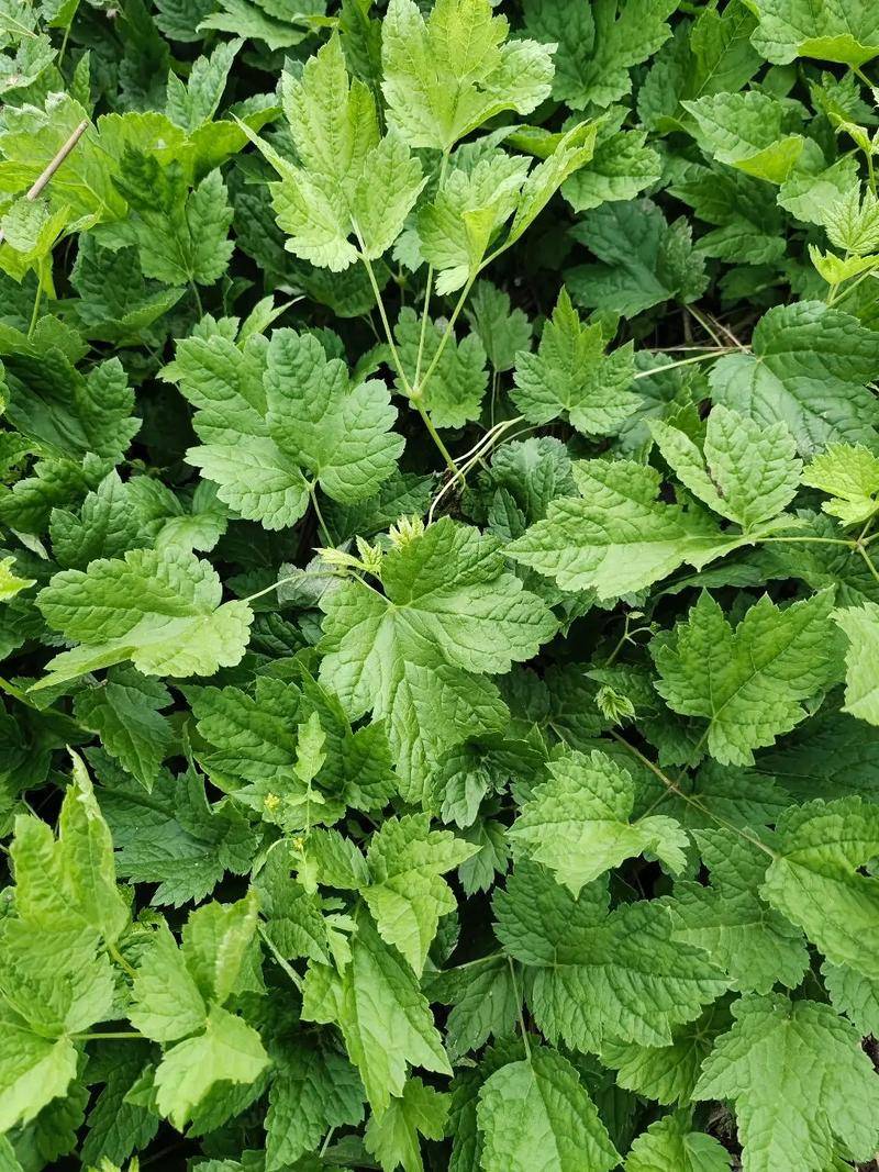 手把手教你认清中草药植物500种