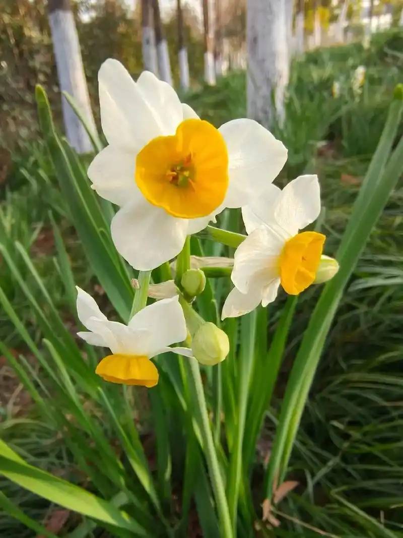 手把手教你认清中草药植物500种
