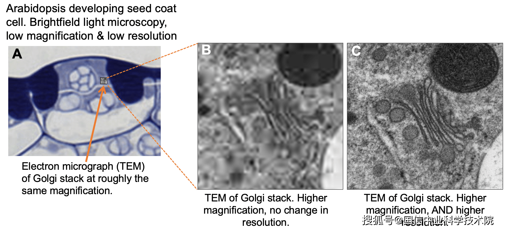 探索细胞生物学的各种显微镜的_搜狐网, image size:1659x758