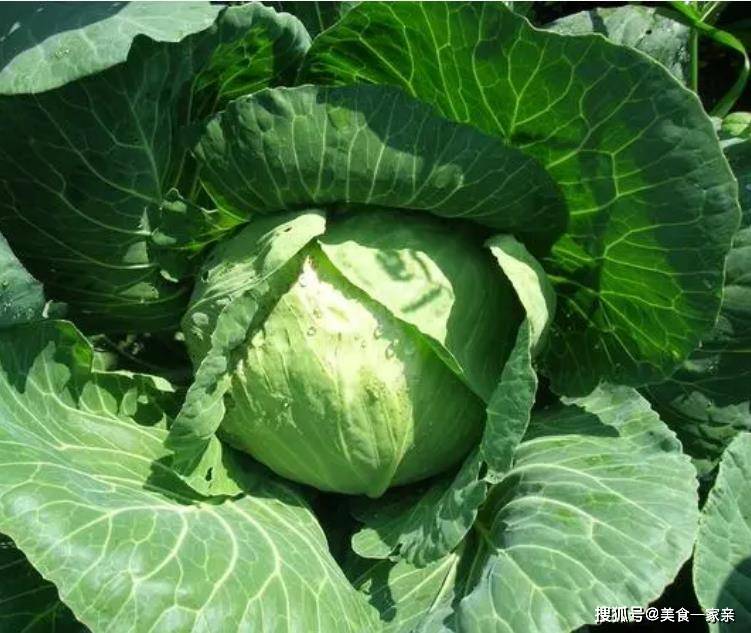东北炖菜四大天王，猪肉炖粉条等硬菜，你敢