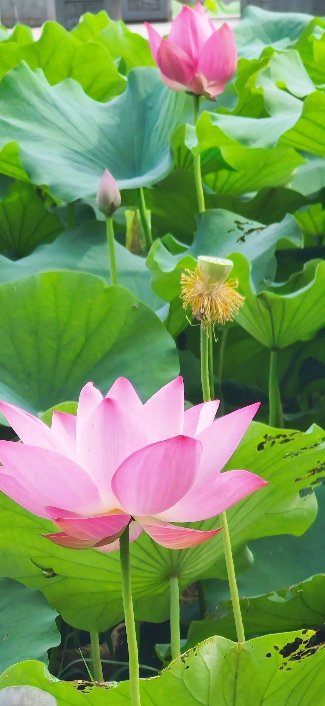 武昌这个赏荷胜地现在去刚刚好!