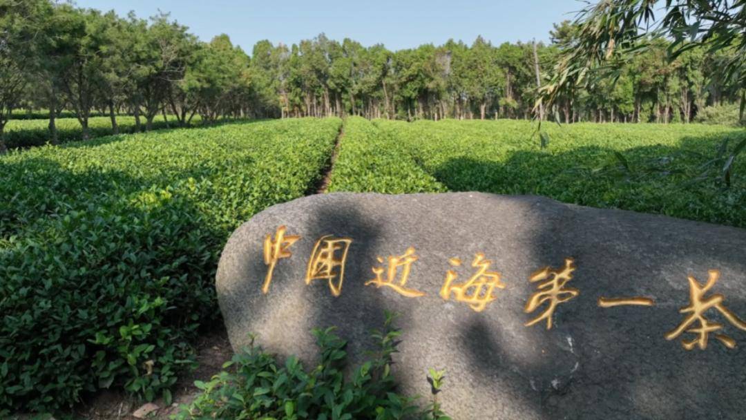 _日照绿茶口感怎么样_李宇春半透装亮相预热戛纳