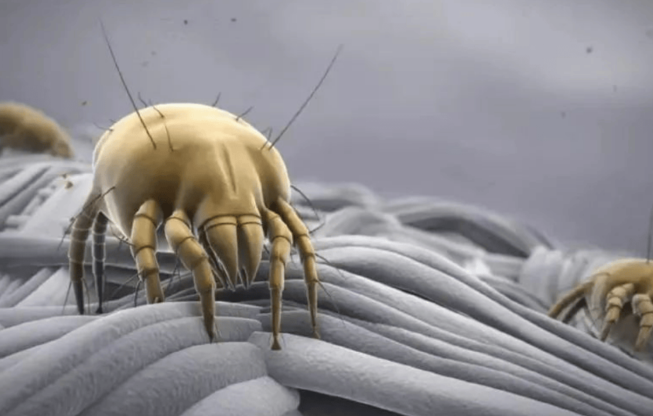 除螨仪十大品牌排名:全网超全家用除螨仪十大排名榜分享