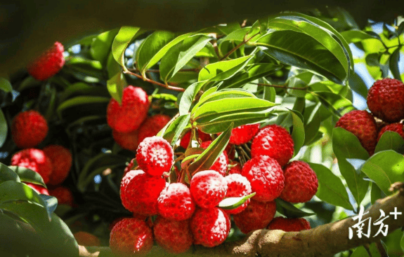 广州荔枝,甜了两千年!