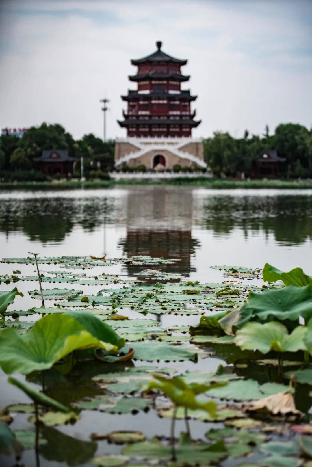 藏在市区的古风秘境,南池公园把诗意揉进夏天