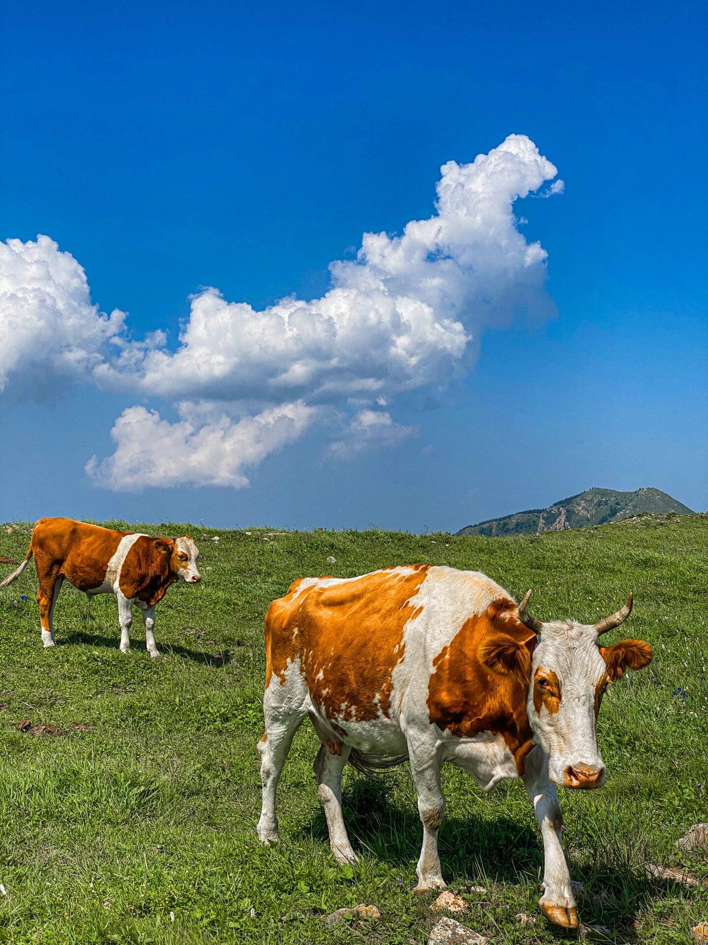 生肖牛婚姻97年运势如何(生肖牛婚姻97年运势如何呢)