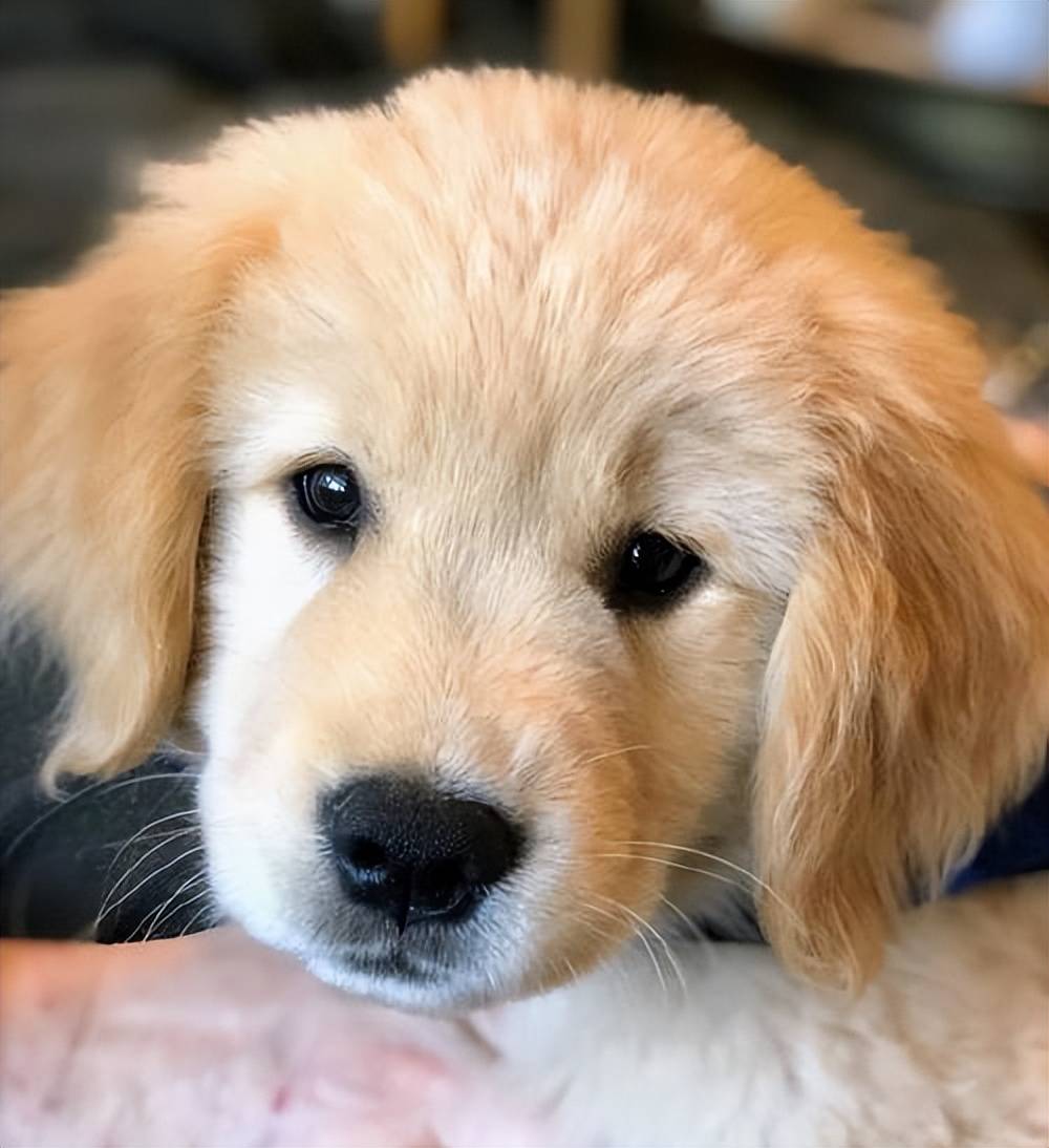 金毛狗粮推荐,2025金毛狗粮排行榜!