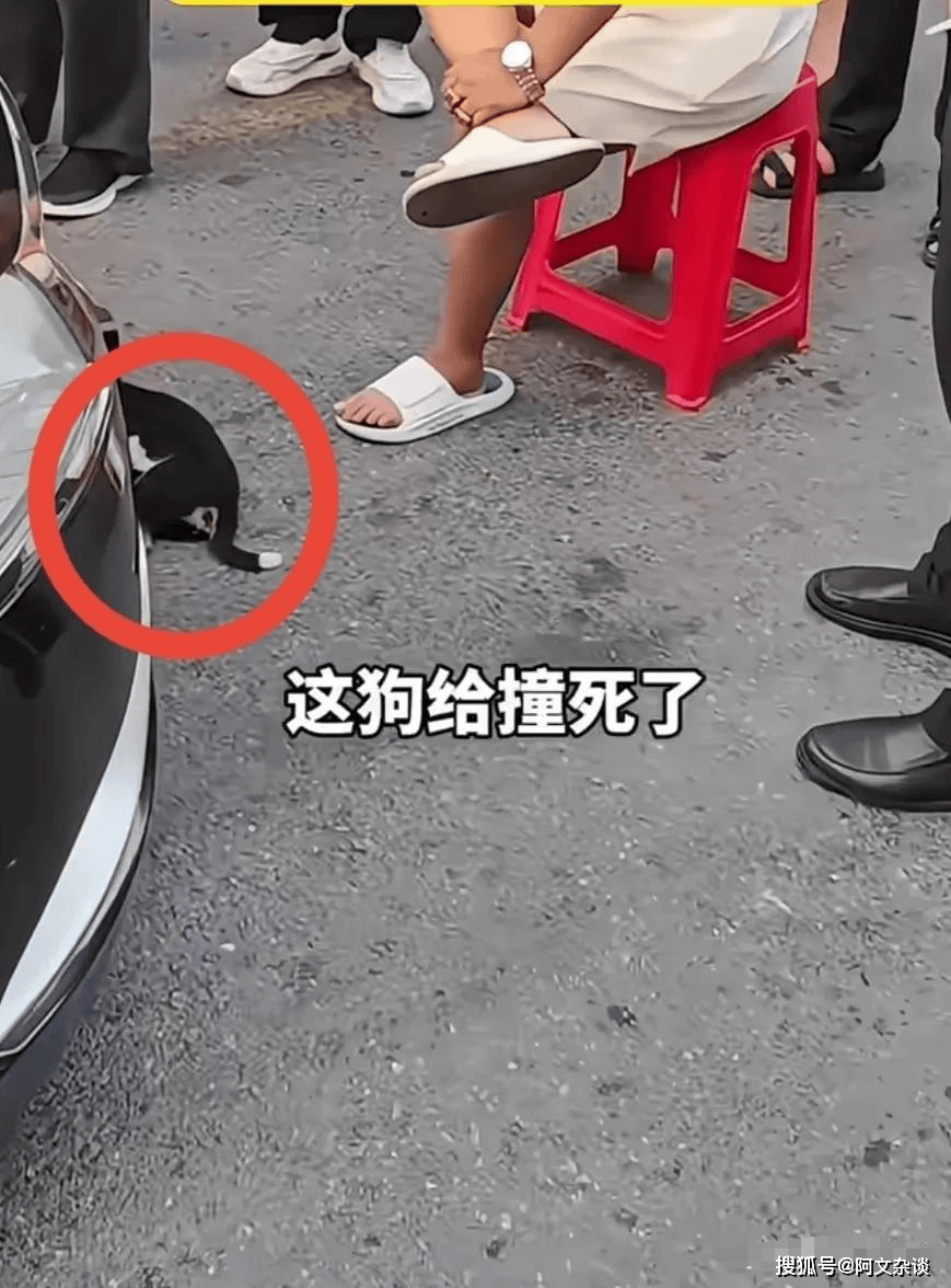 不拴绳狗被车撞死,狗主人拦车不让走.警察处理大快人心!