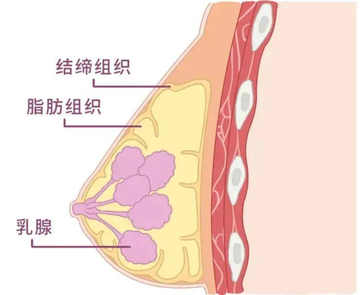 胸部揉一揉就可以从A逆袭到C！真的假的？