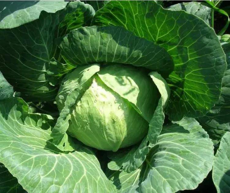 贪便宜在泰国自助疯狂吃榴莲，网友：丢人都丢到国外了-华闻时空