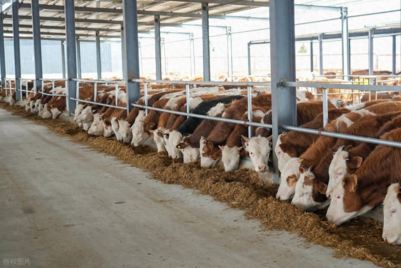 西门塔尔牛吃什么饲料好?肉牛饲料排名前十,西门塔尔牛育肥饲料配方