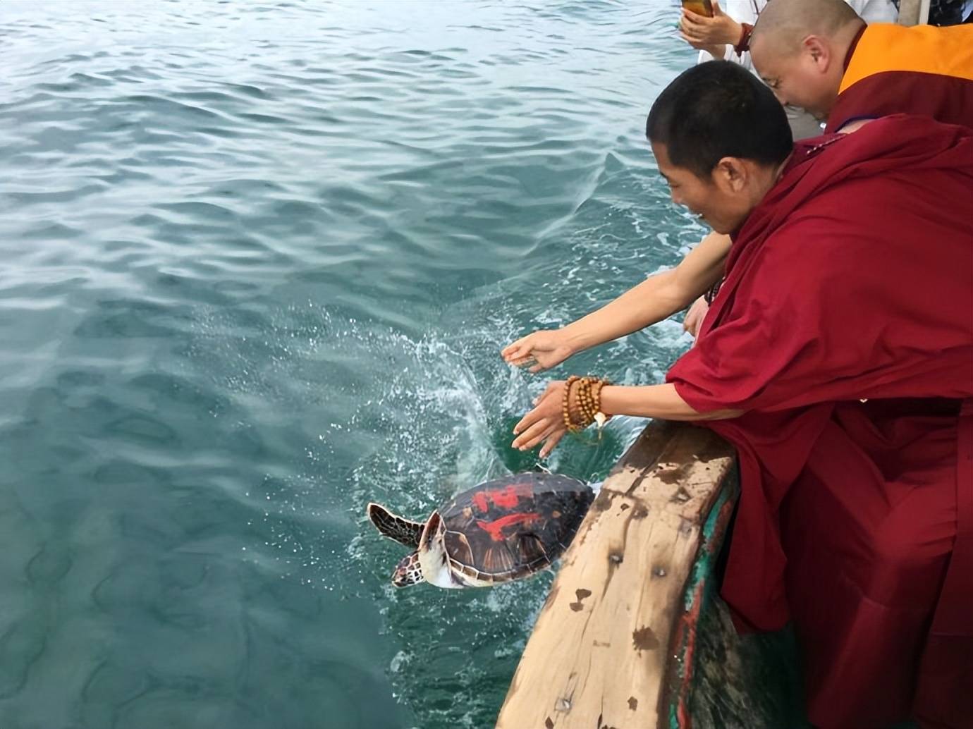 放生鱼为什么会游回来百科在线
