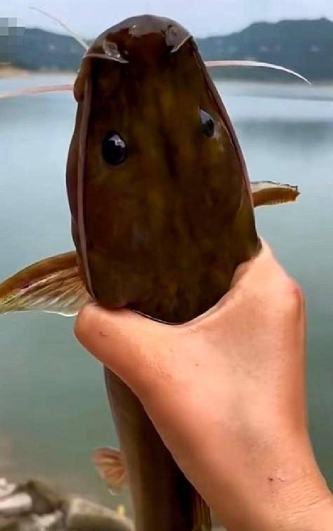 钓鱼者嘉陵江钓起石扁头,生态保护刻不容缓!