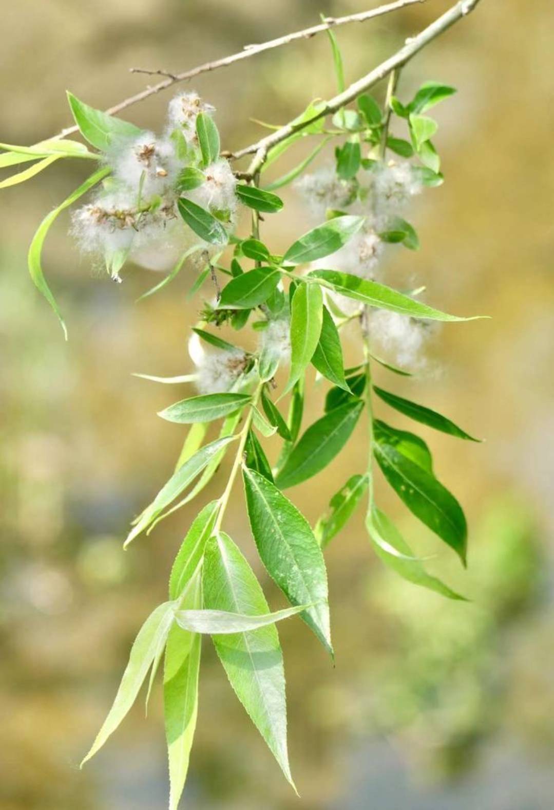 全先勇诗词: 《浪淘沙.柳絮飞》