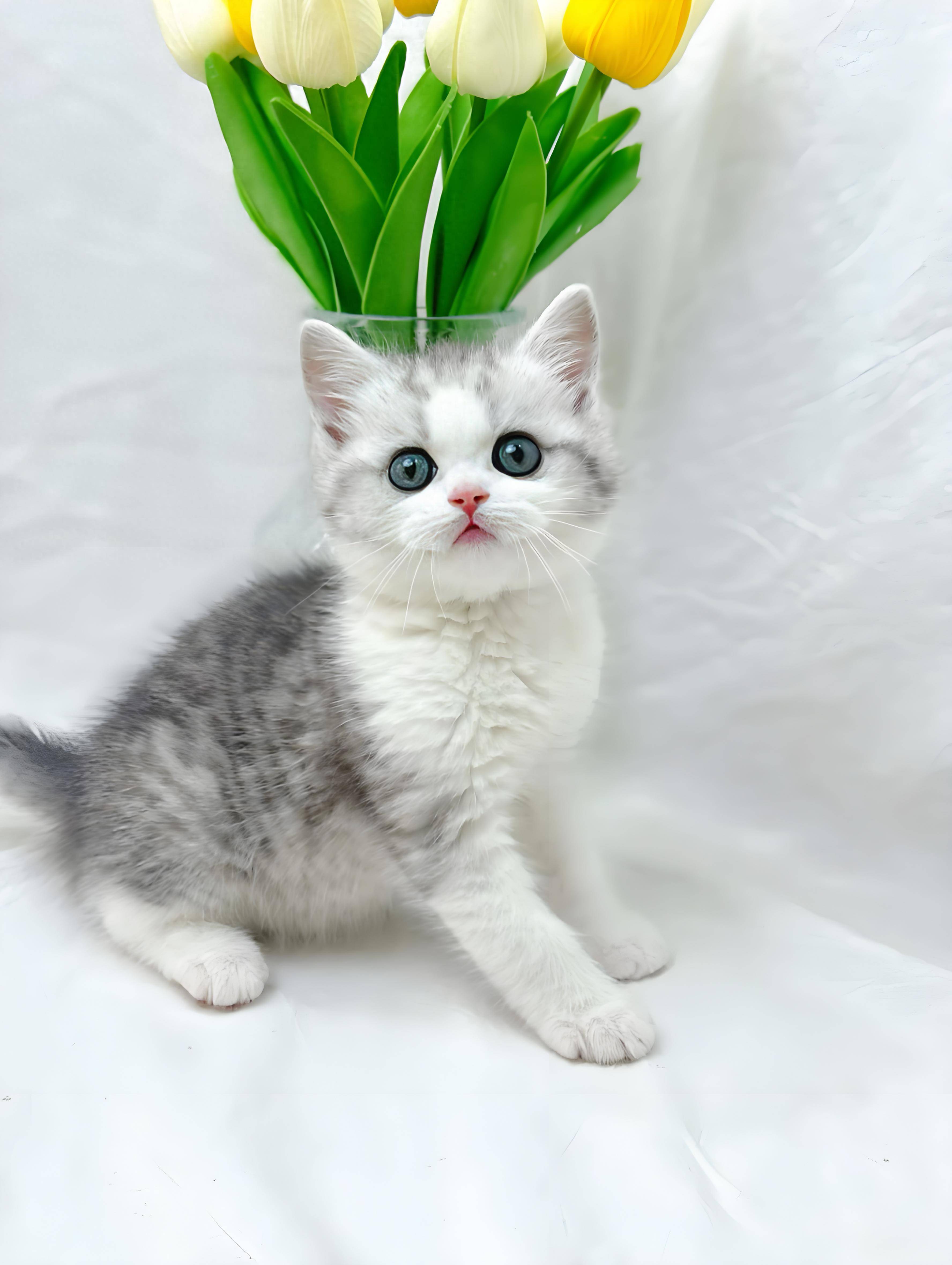 英短猫泪痕吃什么猫粮好?有什么去泪痕猫粮品牌推荐