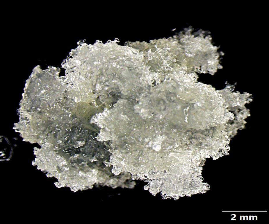 植物干细胞开启量产时代,龙藏生物药用植物干细胞规模化培养技术获